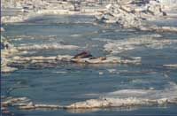 �҇�(gu��)�����������ϵĺ���