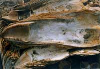 ����ĸؐ�z�E���s2ǧ��ǰ��