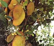 ���ύu�ϵĲ��}��