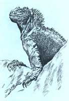 ��¡Ⱥ�u�ϵ�����