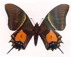 �����P��