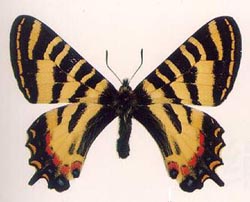 ���A���P��