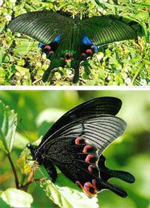 ���R���P��