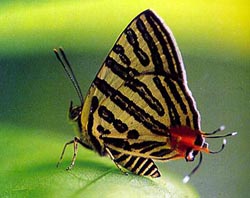 �ϝ��y�z�ҵ�