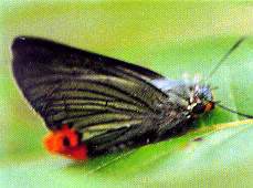 �žG��Ū��