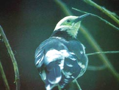 ���I(l��ng)��B