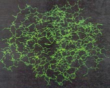 һ�N����ģ��