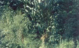 ���C����